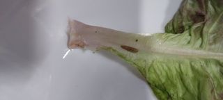 배선천님의 상추 · 병해충상담 작성글 사진