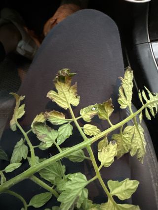 푸른하늘보리님의 토마토 · 병해충상담 작성글 사진