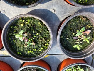 송교창 님의 기타작물 · 병해충상담 작성글 사진