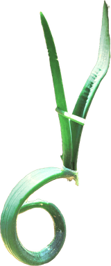 팜모닝 양파·병해충상담 게시글 이미지