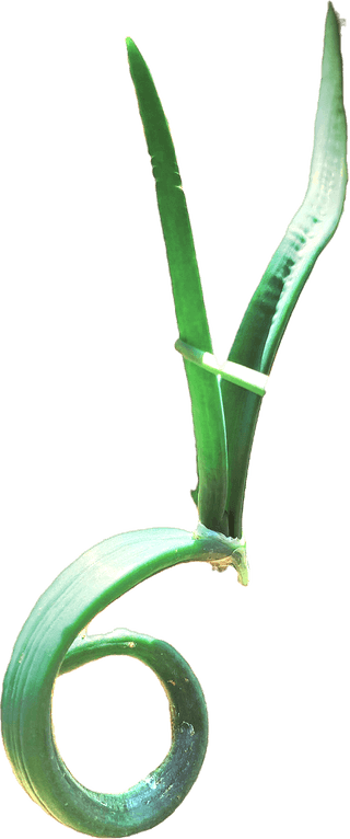 이강주님의 양파 · 병해충상담 작성글 사진