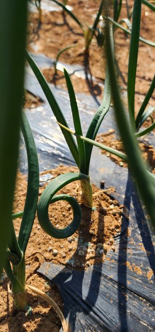 이강주님의 양파 · 병해충상담 작성글 사진