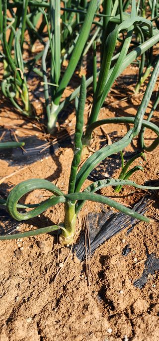 이강주님의 양파 · 병해충상담 작성글 사진