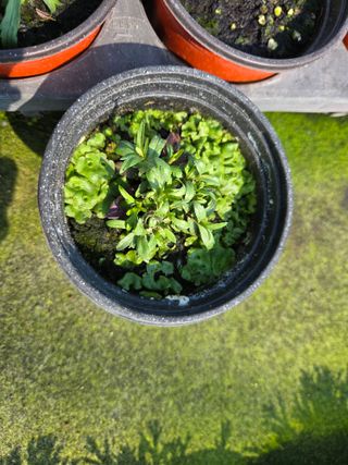 송교창 님의 기타작물 · 병해충상담 작성글 사진