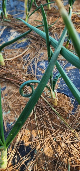 이강주님의 양파 · 병해충상담 작성글 사진