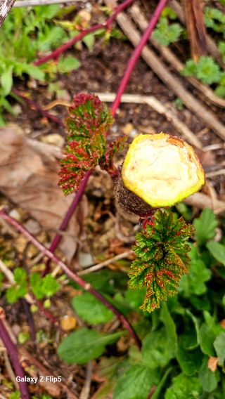 이이님의 딸기 · 병해충상담 작성글 사진