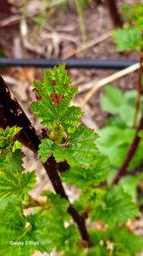 팜모닝 딸기·병해충상담 게시글 이미지