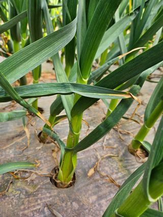 초보농부님의 마늘 · 병해충상담 작성글 사진