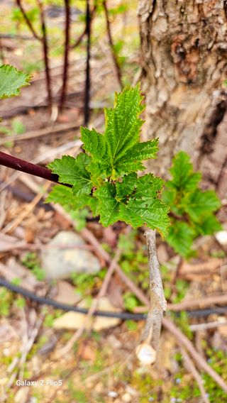 이이님의 딸기 · 병해충상담 작성글 사진