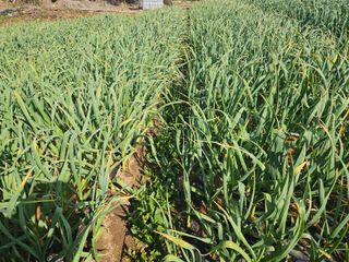 김균율님의 마늘 · 병해충상담 작성글 사진