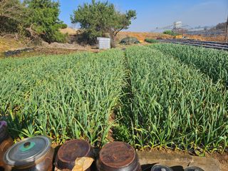 김균율님의 마늘 · 병해충상담 작성글 사진