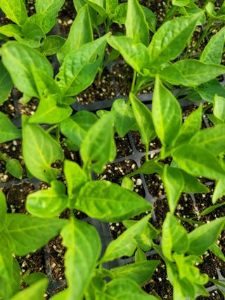 초보농사님의 고추 · 병해충상담 작성글 사진