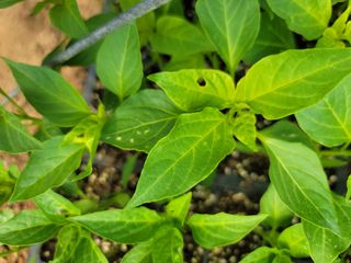 초보농사님의 고추 · 병해충상담 작성글 사진