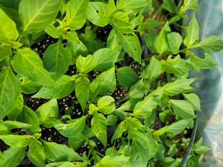 초보농사님의 고추 · 병해충상담 작성글 사진