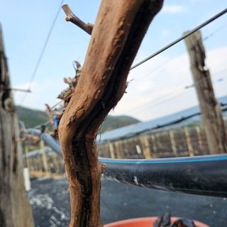 W님의 포도 · 병해충상담 작성글 사진