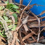 팜모닝 포도·병해충상담 게시글 이미지