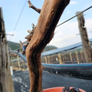 W님의 포도 · 병해충상담 작성글 사진