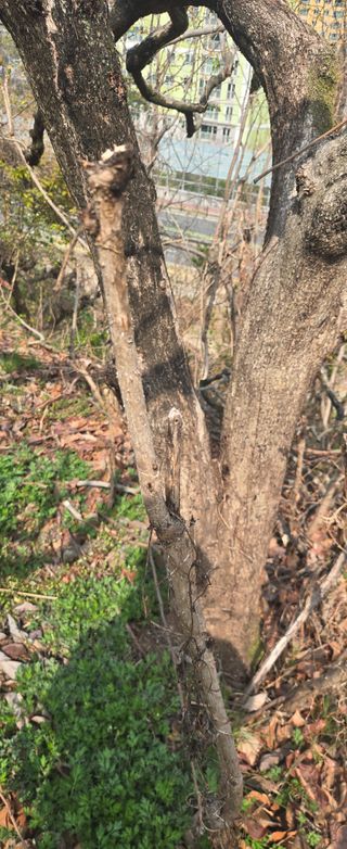 최규봉 님의 두릅 · 병해충상담 작성글 사진