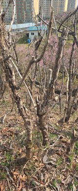 팜모닝 두릅·병해충상담 게시글 이미지