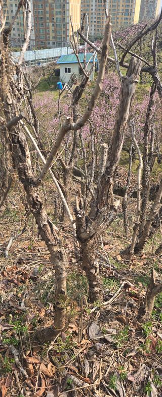 최규봉 님의 두릅 · 병해충상담 작성글 사진