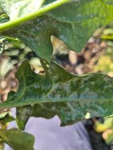 팜모닝 시금치·병해충상담 게시글 이미지