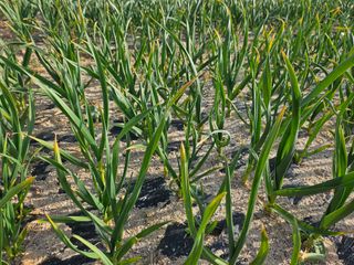 심현숙님의 마늘 · 병해충상담 작성글 사진