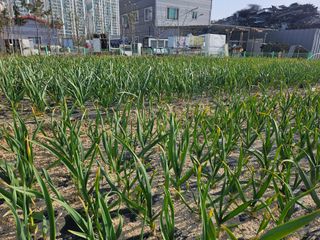 심현숙님의 마늘 · 병해충상담 작성글 사진