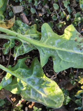 김민태 님의 시금치 · 병해충상담 작성글 사진