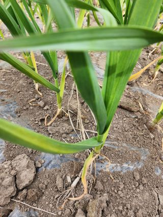 김영환님의 마늘 · 병해충상담 작성글 사진