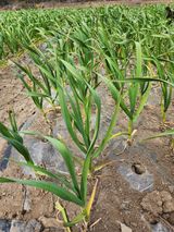 팜모닝 마늘·병해충상담 게시글 이미지