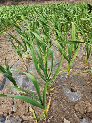 김영환님의 마늘 · 병해충상담 작성글 사진