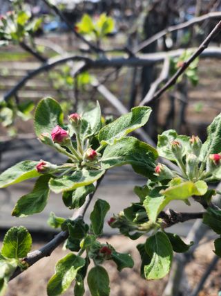 알 수 없음님의 사과 · 병해충상담 작성글 사진