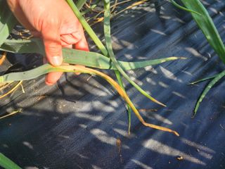 저달이님의 마늘 · 병해충상담 작성글 사진