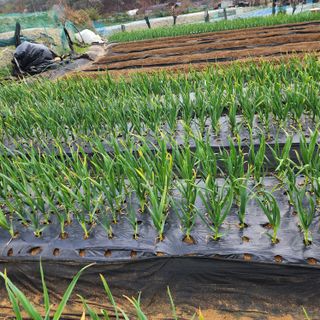 이연희님의 마늘 · 병해충상담 작성글 사진