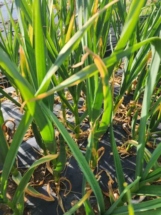 저달이님의 마늘 · 병해충상담 작성글 사진