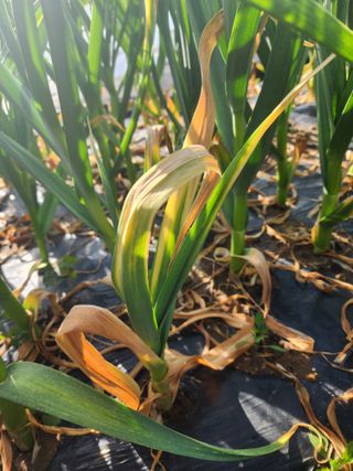 저달이님의 마늘 · 병해충상담 작성글 사진