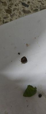 팜모닝 두릅·병해충상담 게시글 이미지