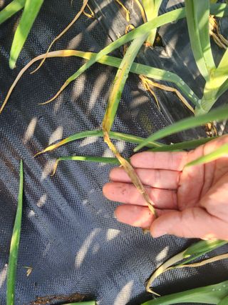 저달이님의 마늘 · 병해충상담 작성글 사진