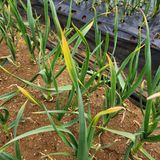 팜모닝 마늘·병해충상담 게시글 이미지