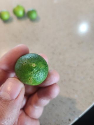 새코미님의 귤 · 병해충상담 작성글 사진