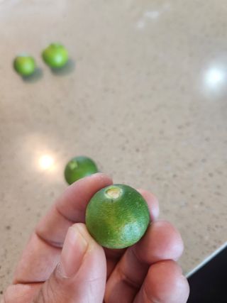 새코미님의 귤 · 병해충상담 작성글 사진