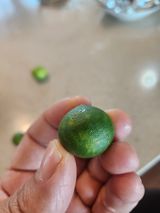 팜모닝 귤·병해충상담 게시글 이미지