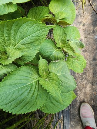 조순화님의 들깨 · 병해충상담 작성글 사진