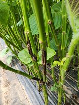 팜모닝 들깨·병해충상담 게시글 이미지