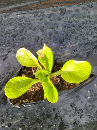 김다예님의 배추 · 병해충상담 작성글 사진