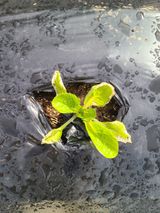 팜모닝 배추·병해충상담 게시글 이미지