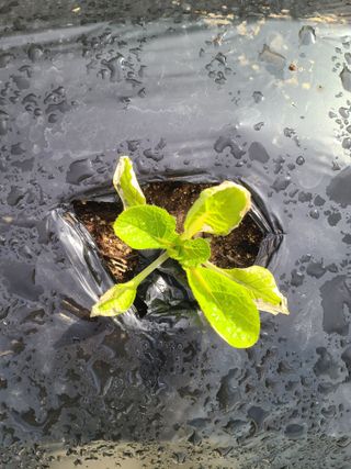 김다예님의 배추 · 병해충상담 작성글 사진