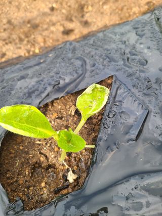 김다예님의 배추 · 병해충상담 작성글 사진