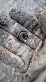 팜모닝 기타작물·병해충상담 게시글 이미지