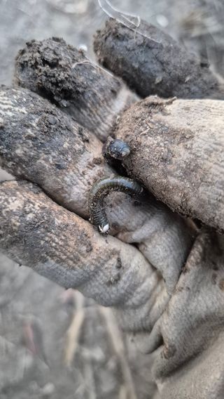 안윤정님의 기타작물 · 병해충상담 작성글 사진